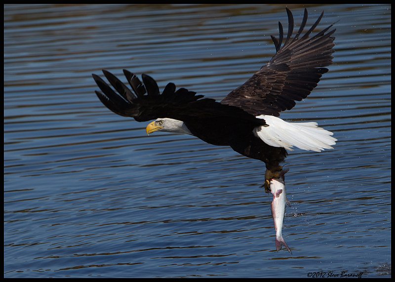 _2SB9024 bald eagle with fish.jpg